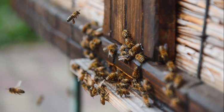 Aplicativo dá assistência a agricultores e apicultores na proteção de abelhas