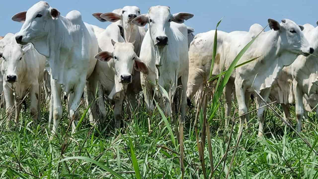 Tendência de preços estáveis segue em agosto. 