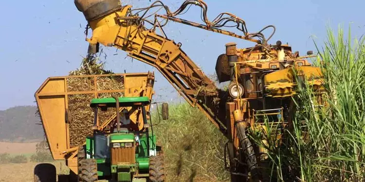 Produção brasileira de cana-de-açúcar deve ser a 2ª maior da história