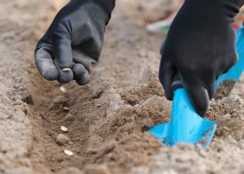 Aplicação de rizobactérias altera o microbioma no solo e aumenta sua diversidade