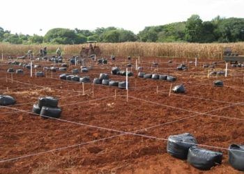 Biocarvão de eucalipto melhora a qualidade do solo em região tropical