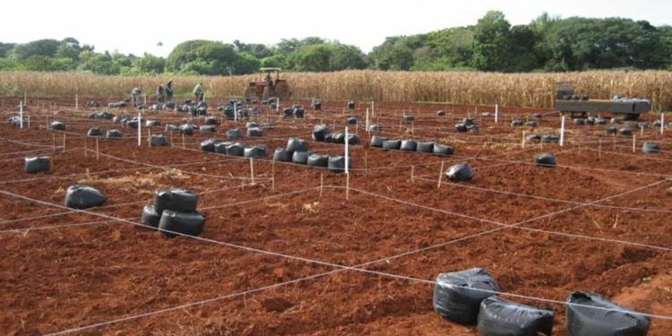 Biocarvão de eucalipto melhora a qualidade do solo em região tropical