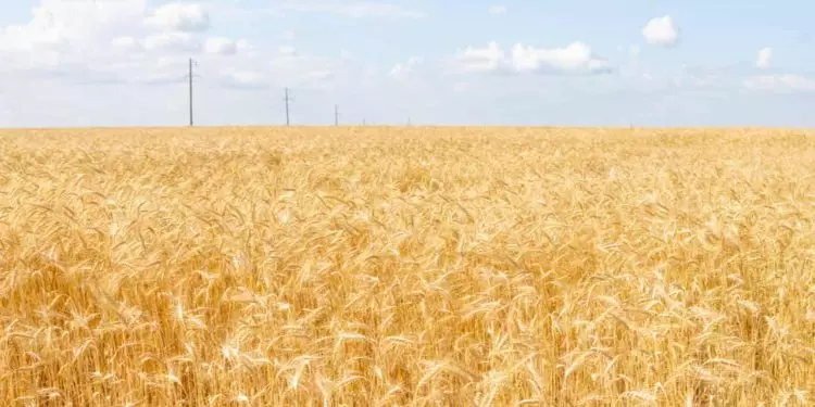 Brasil reforça relações comerciais com a Turquia em reunião bilateral 1 Brasil reforça relações comerciais com a Turquia em reunião bilateral