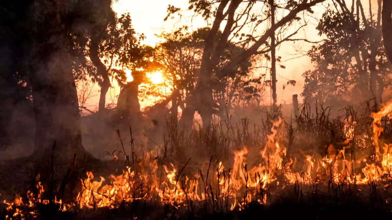 CNA orienta sobre prevenção, proteção e combate a incêndios em propriedades rurais 3 CNA recomenda ações aos produtores antes, durante e após os incêndios.
