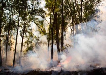 Com queimadas em alta, Brasil bate recorde de emissões de carbono 