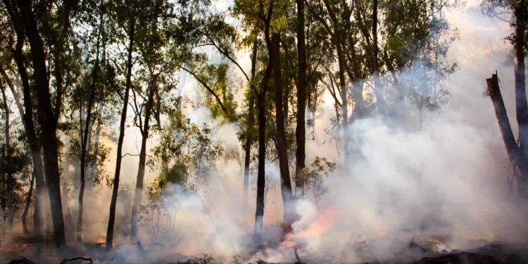 Com queimadas em alta, Brasil bate recorde de emissões de carbono 