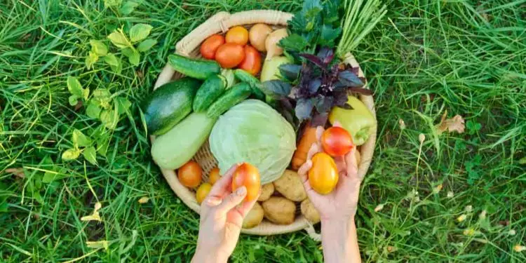 Confira as melhores opções para plantar em sua horta no mês de outubro