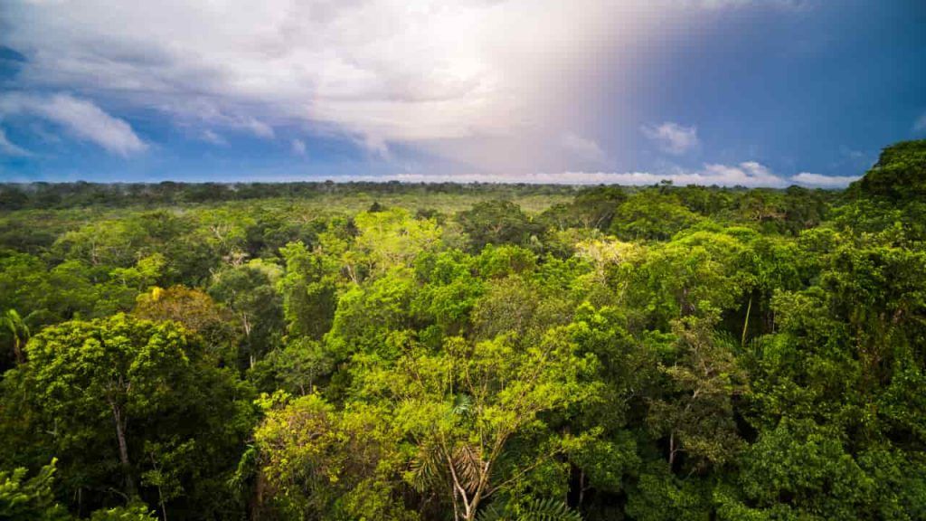 BNDES lança edital para recuperação da Floresta Amazônica na Bacia do Xingu 3 Dia Nacional da Amazônia confira a importância do bioma para o mundo