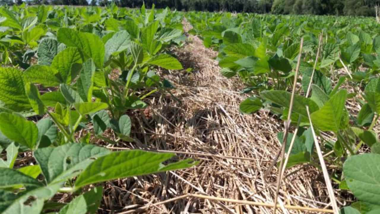 Diversidade de plantas acelera os processos de recuperação dos solos. 