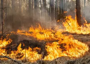 Flávio Dino estabelece orçamento de emergência para combater incêndios no Brasil 