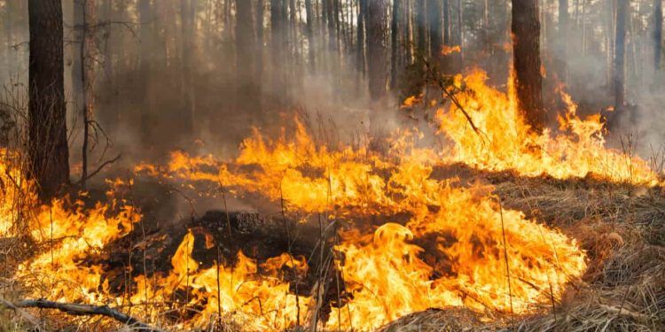 Flávio Dino estabelece orçamento de emergência para combater incêndios no Brasil 