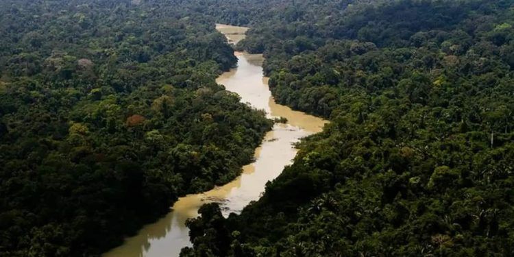 Governo entra com ação por danos climáticos contra Amazônia por criação ilegal de gado