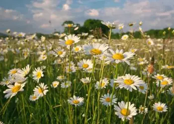 Margaridas: confira como plantar em casa, as dicas de cultivo e regas