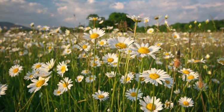 Margaridas: confira como plantar em casa, as dicas de cultivo e regas