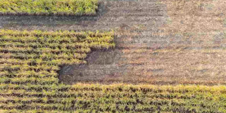 Novo protocolo irá permitir a monitoração de gases de efeito estufa na agricultura