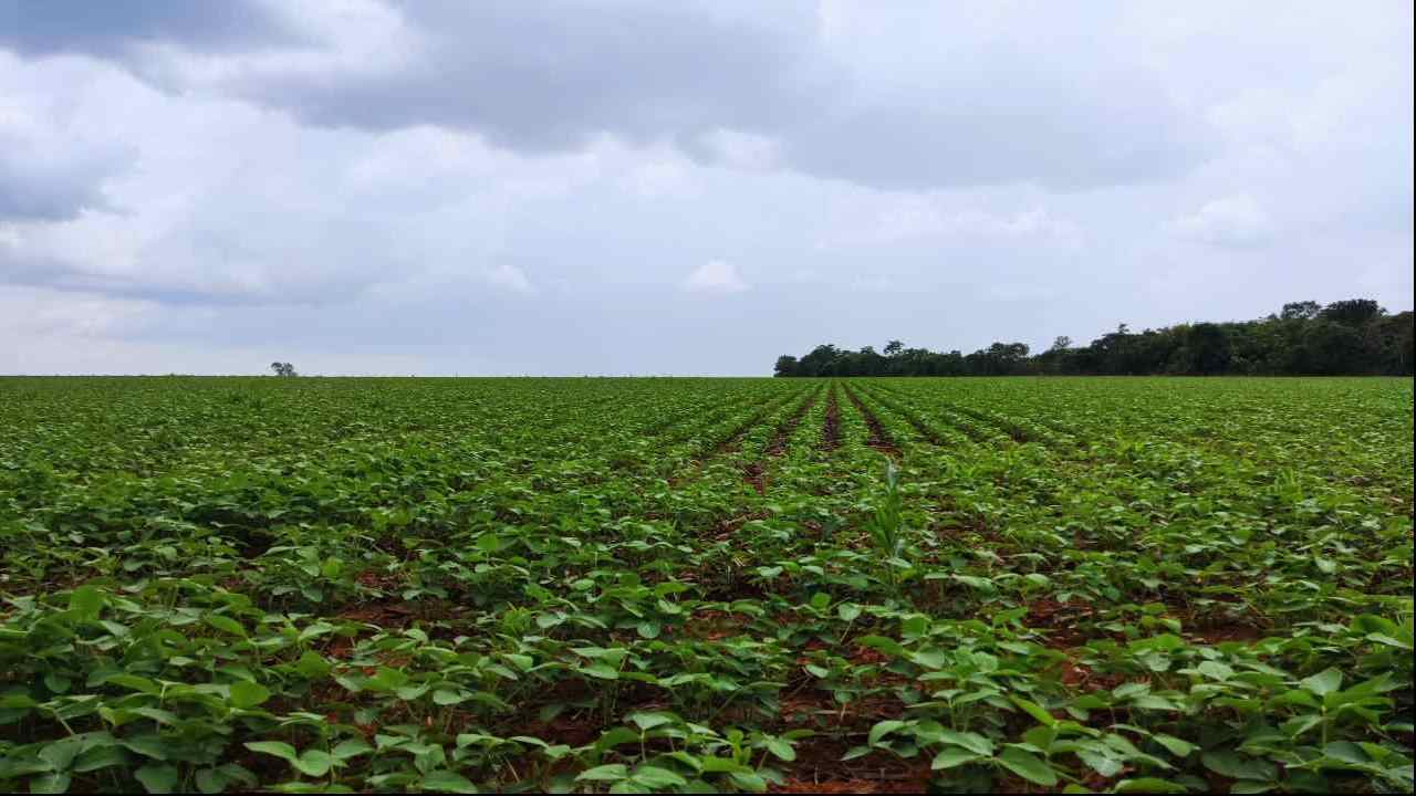 Prazo para colheita de sementes de soja nas Planícies Tropicais do Tocantins termina nesta sexta-feira