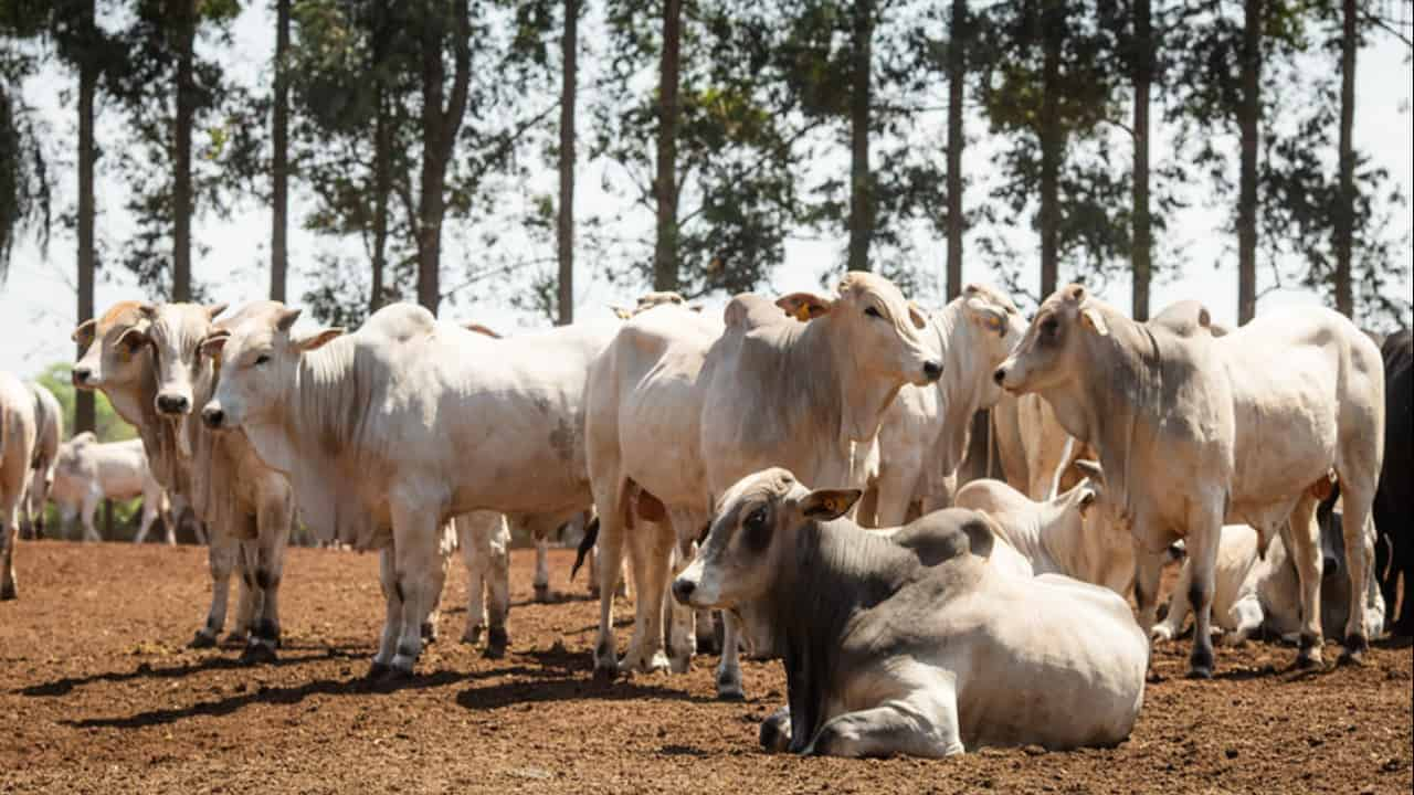 São Félix do Xingu (PA) lidera com o maior rebanho do Brasil. 