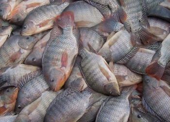 Semana do Pescado: segunda Quaresma aumenta consumo de peixes no Brasil