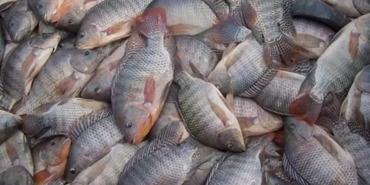 Semana do Pescado: segunda Quaresma aumenta consumo de peixes no Brasil