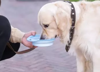 Veja quais são os cuidados especiais que os pets precisam no período da seca