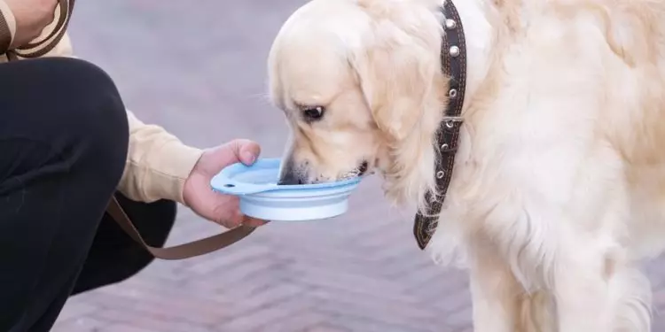 Veja quais são os cuidados especiais que os pets precisam no período da seca