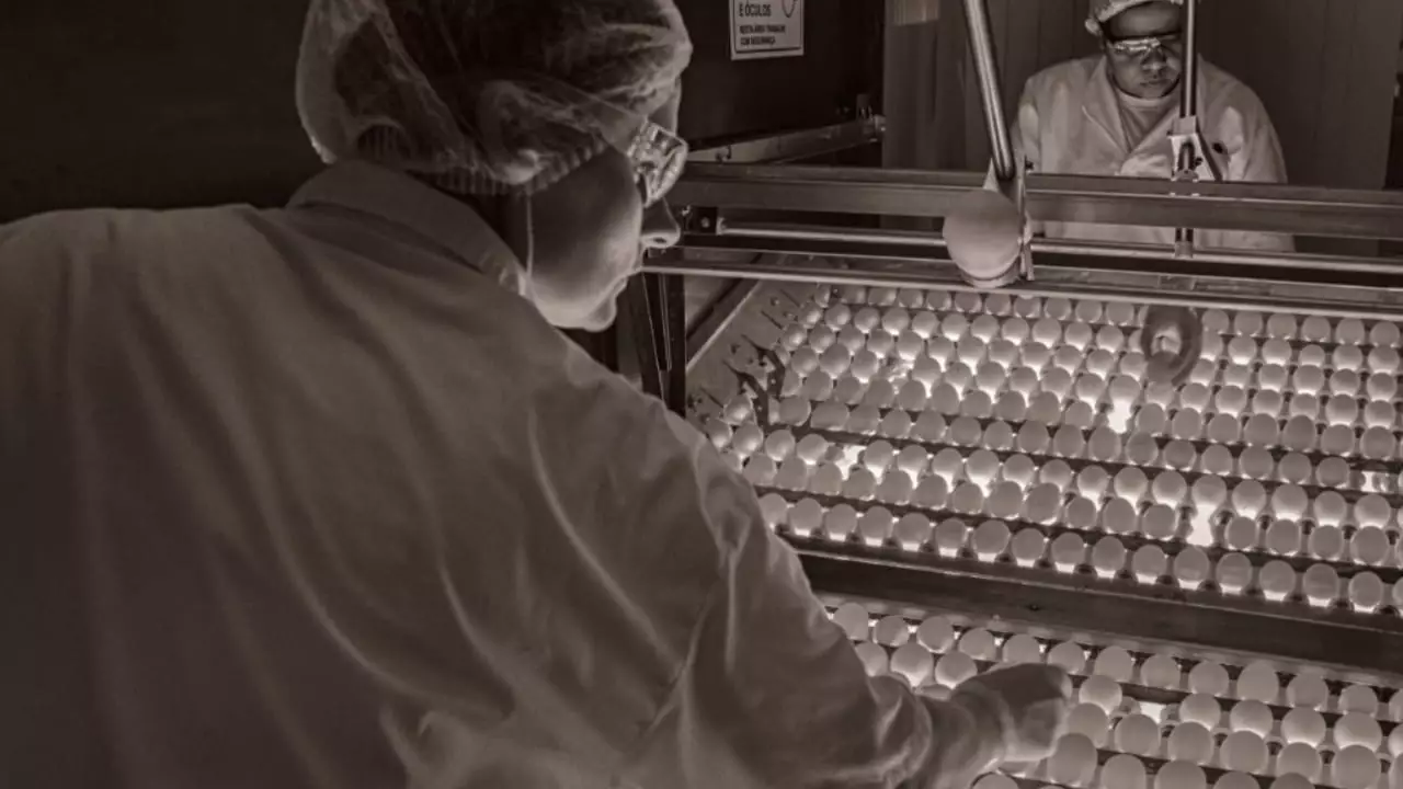 Exportações de genética avícola crescem 5,7% em 2024 no Brasil 3 Venezuela foi quem mais comprou a tecnologia brasileira no oitavo mês do ano.