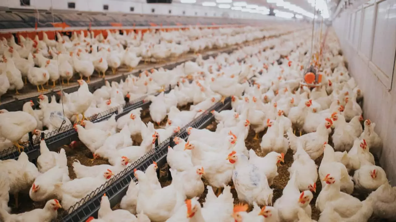 Custo de produção de frangos cai 1,7% em agosto; criação de suínos fica mais cara 2 Alimentação representa mais de 60% dos gastos.