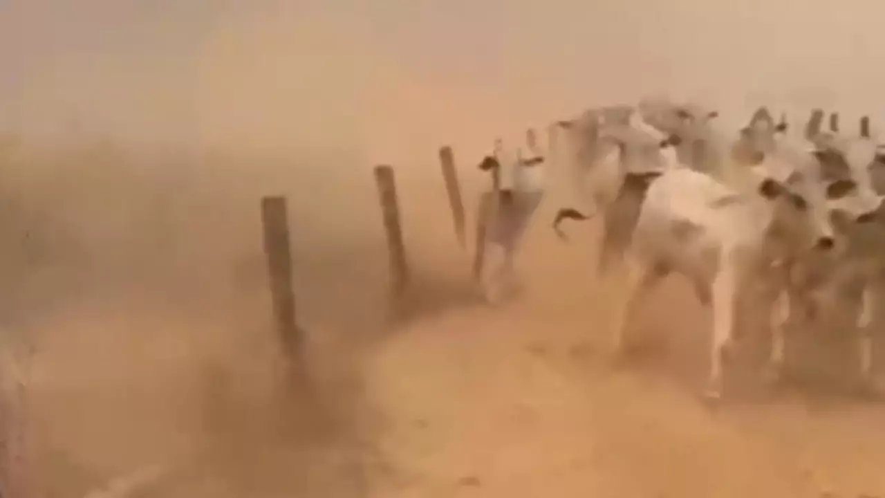 Manejo preventivo busca proteger bovinos de incêndios; veja estratégias 2 Animais fogem de queimadas pelo Brasil