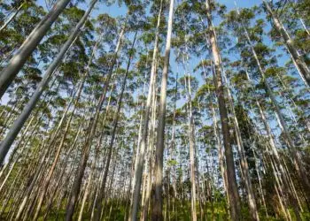 Áreas de florestas plantadas no Brasil crescem 2,5% em 2023; eucalipto é destaque