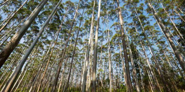 Áreas de florestas plantadas no Brasil crescem 2,5% em 2023; eucalipto é destaque