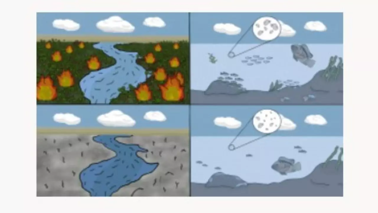 Cinzas dos incêndios contêm poluentes que afetam a qualidade da água 3 Arte mostra impacto das cinzas na vegetação e nas águas continentais após os incêndios.
