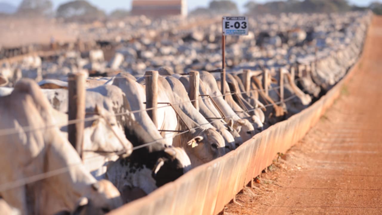 Baixa no ciclo pecuário do boi impactará criação de animais. 