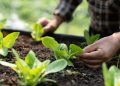 Pesquisa aponta que 76% dos produtores de hortifrúti usam bioinsumos