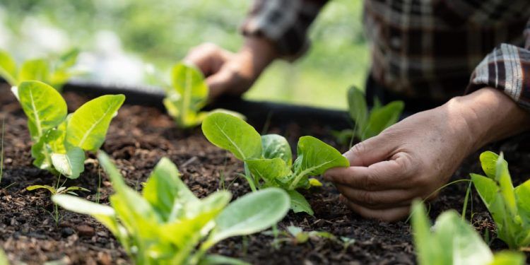 Pesquisa aponta que 76% dos produtores de hortifrúti usam bioinsumos