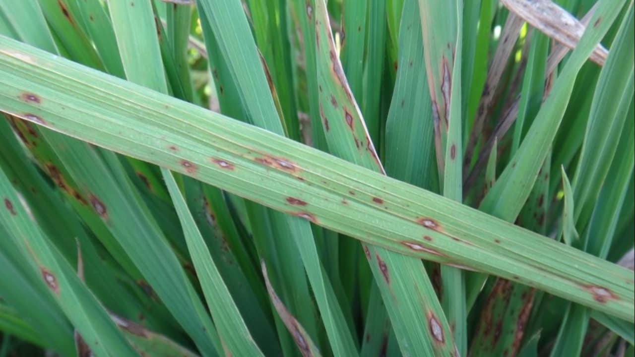 Brusone é considerada a doença mais destrutiva do arroz.