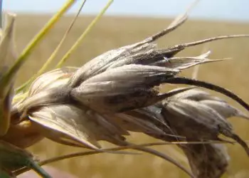 Clima favorece doença brusone que pode reduzir 13% da produção mundial de trigo