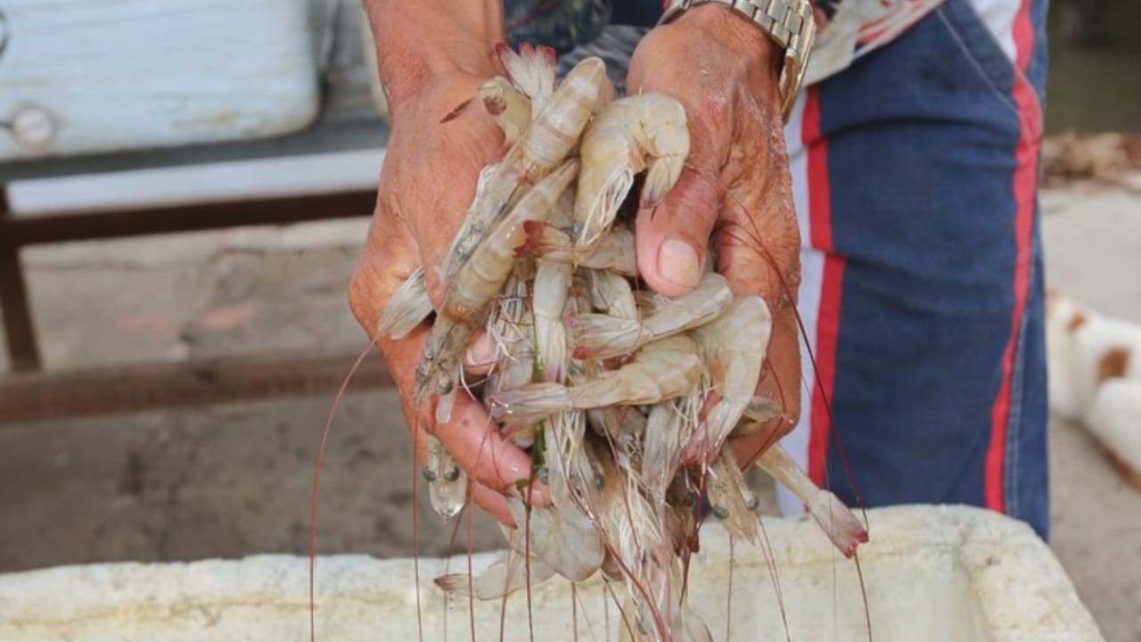 Camarão é fruto do mar mais produzido em cativeiro no Brasil. 