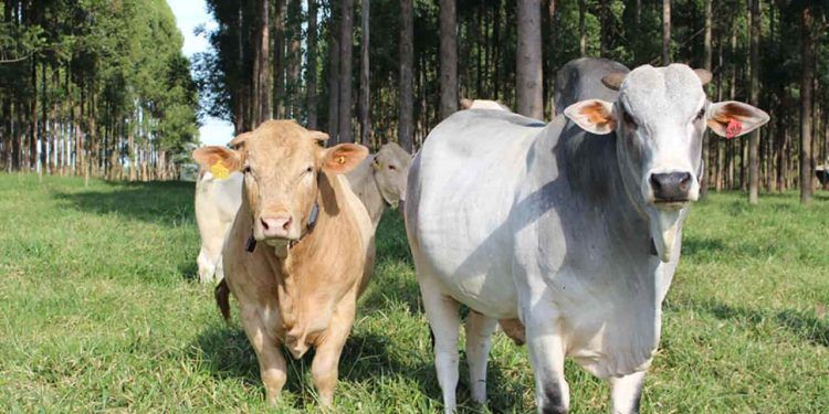 Pelagem influencia na adaptação de bovinos às temperaturas extremas