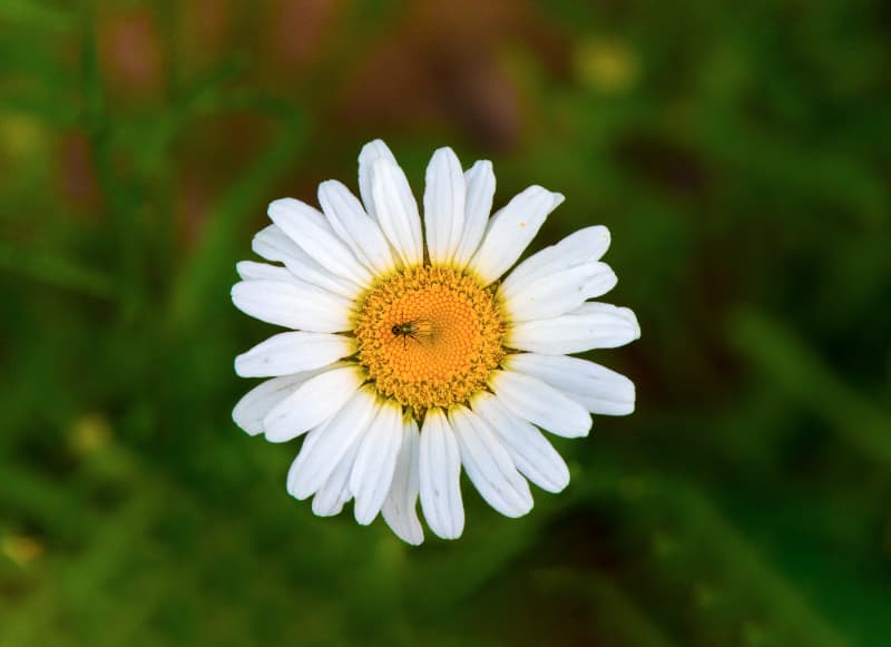 Como plantar margarida