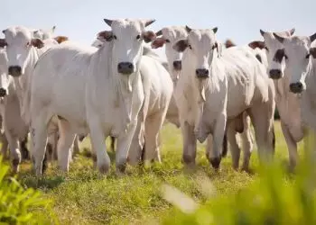 Manejo preventivo busca proteger bovinos de incêndios; veja estratégias