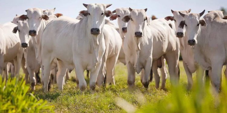 Manejo preventivo busca proteger bovinos de incêndios; veja estratégias