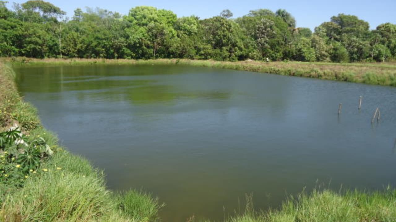 Criação de peixes redondos em tanques escavados. 