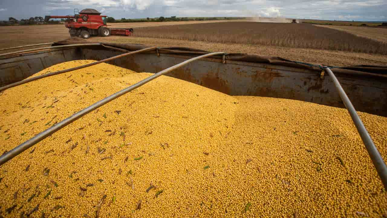 Dez municípios com maior valor de produção destacam cultivo de soja e milho. 