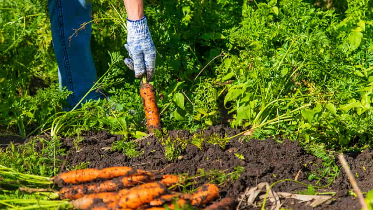 Dos produtores entrevistados, 76% usam bioinsumos na produção de hortifrúti. 