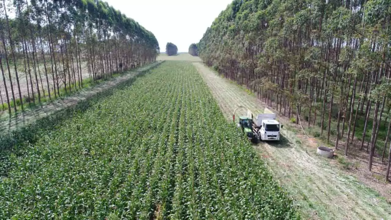 Encontro abordará temas que envolvem os sistemas integrados de produção agropecuária. 