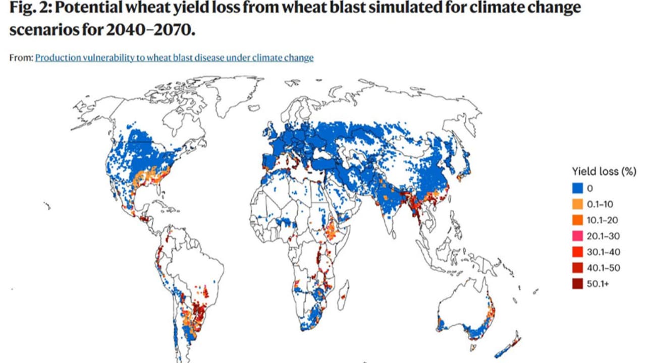 Estudo analisa o risco de expansão da brusone em escala mundial. 