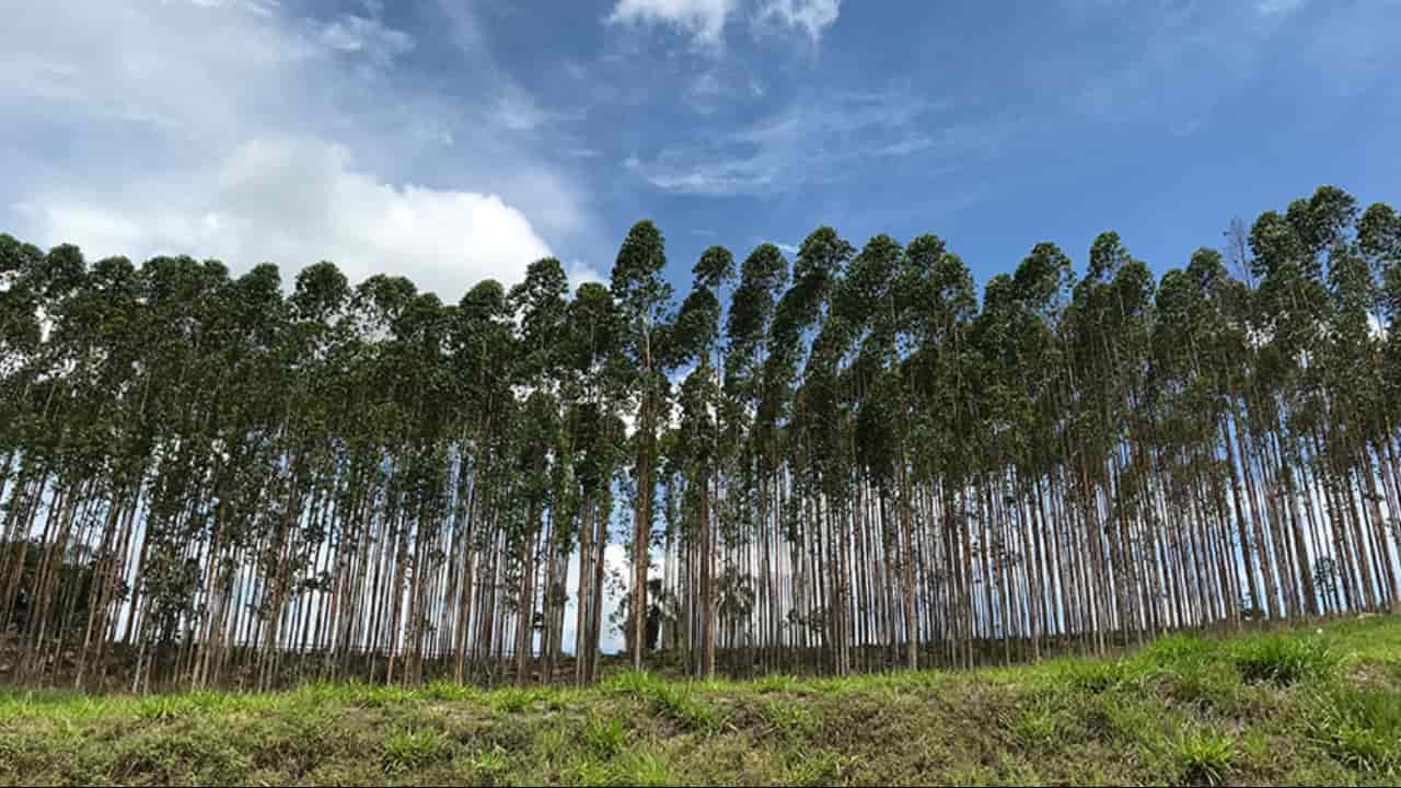 Eucalipto é a madeira mais cultivada no país. 