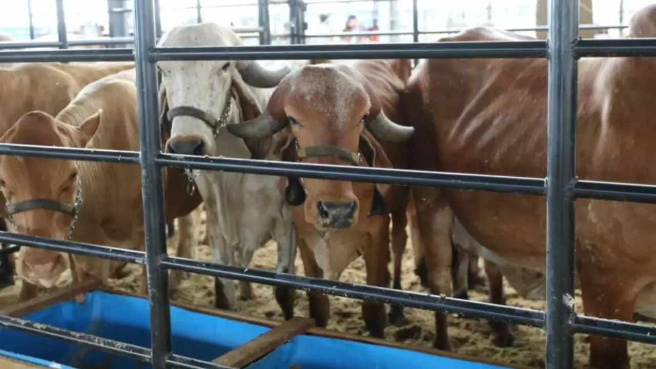 Exposição será de bovinos, bubalinos e caprinos. 