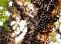 Fazenda que fica em Goiás oferece jabuticaba direto do pomar.