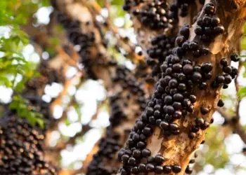 Fazenda que fica em Goiás oferece jabuticaba direto do pomar.